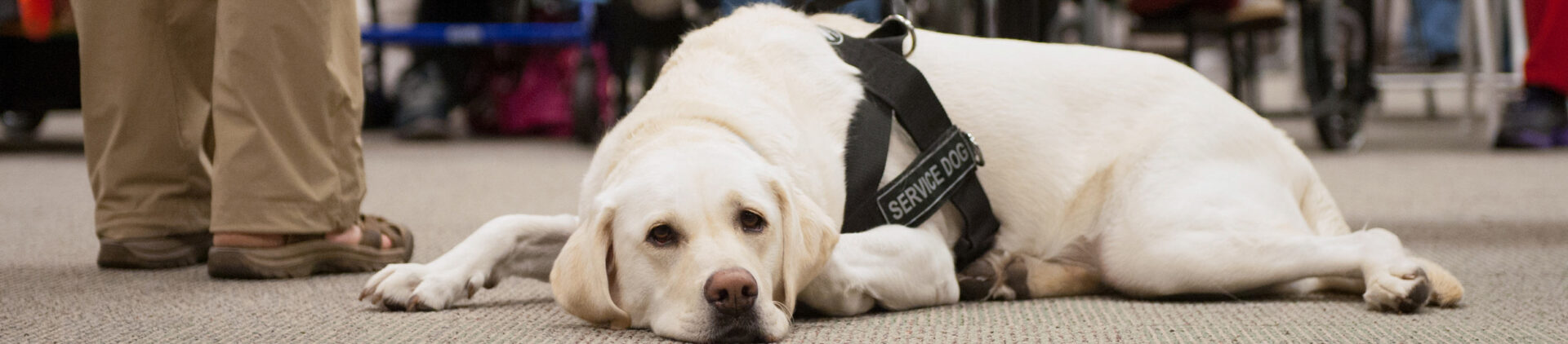 White lab service dog laying down on stage during an information session